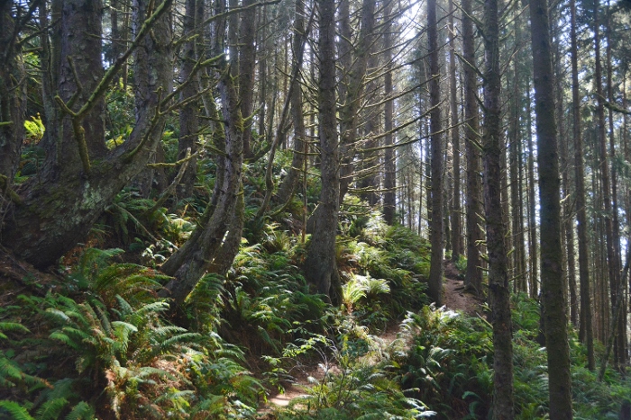 old-growth forest